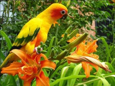 O trouve-t-on ces oiseaux ?