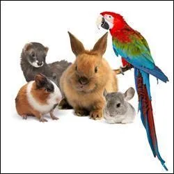 Combien y a-t-il d'animaux sur cette photo ? 