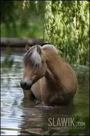 C'est un poney calme et de mauvaise volont.