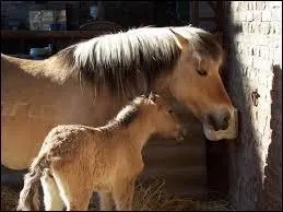 Les guerriers scandinaves faisaient des combats d'talons, et le gagnant avait le droit de se reproduire.