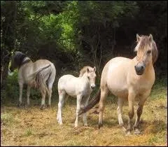 On a commenc  l'lever en 1843.