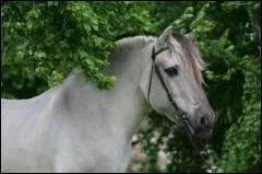 Il peut tre gris souris.