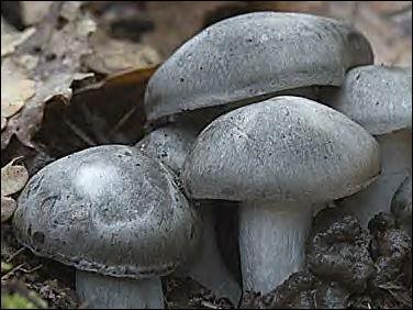 Ce champignon est appelé Hygrophore ...
