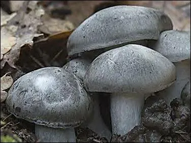 Ce champignon est appel Hygrophore ...