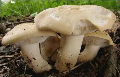 Voici le tricholome de ...