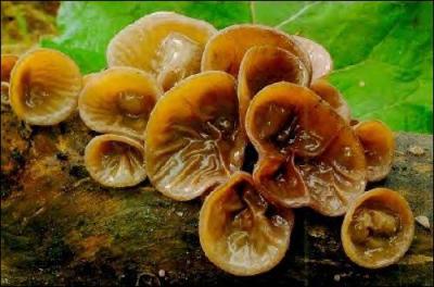 Vous en avez déjà mangé, ce sont les fameux champignons noirs très prisés des asiatiques. Ils poussent au printemps, quel est leur nom ?