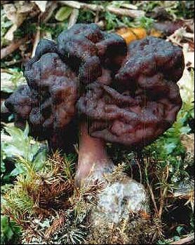 Ce champignon est-il comestible ?