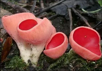 Quel est le nom de cette ravissante pezize ?