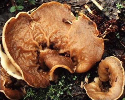 Quel est ce champignon de printemps appelé aussi  oreille de cochon  ?