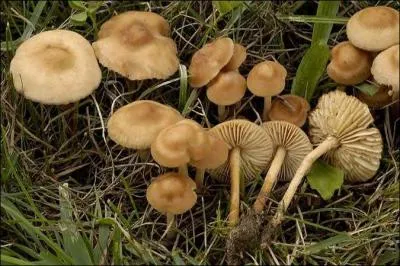 Ils poussent au moment de la fonte des neiges, ce sont des marasmes d'orades, appels aussi  faux mousserons , sont-ils comestibles ?