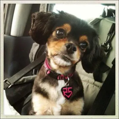 Comment s'appelle sa chienne ?