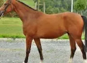 Quiz Les chevaux