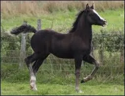 Comment s'appelle un bb jument ?