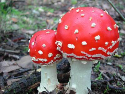 Quel est ce champignon trs toxique ?