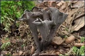 Qu'est ce que le craterellus cornucopioides ?