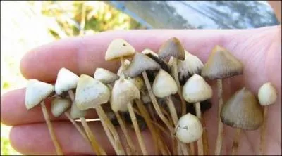 Quels sont les effets des champignons hallucinognes aprs consommation ?