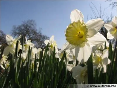 Quelle est cette fleur ?