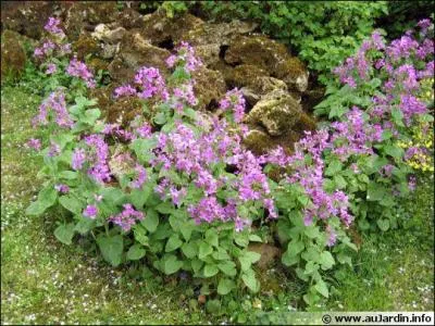 On me reconnaît mieux sous ma forme séchée, telle que j'apparais à l'automne, on me nomme aussi lunaire, quel est mon nom ?