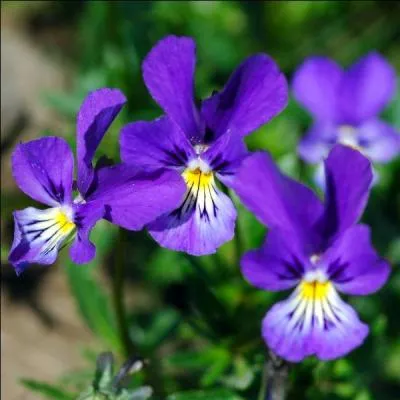 Quel nom portent celles-ci ?