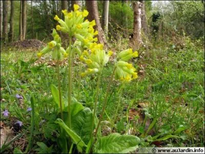 Comment appelle-t-on cette fleur ?