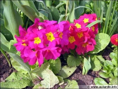 Quel est le nom de ces fleurs printannières ?