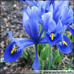 Quelle est cette jolie fleur ?