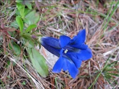 Comment se nomme cette fleur ?