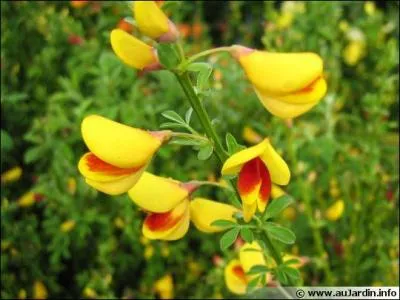 Reconnaissez-vous la fleur de cet arbuste ?