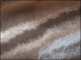 Donnez-moi ce tissu :