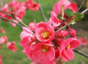 Quiz Jolies fleurs de printemps (2)