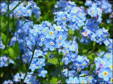Quel est l'autre nom du Myosotis ?