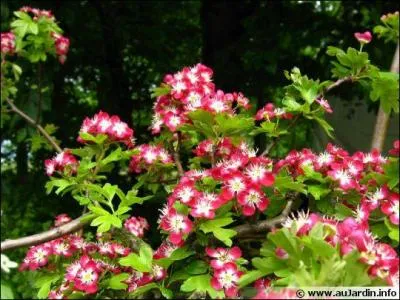 Comment se nomme cette fleur ?