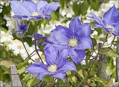 Que sont ces fleurs ?