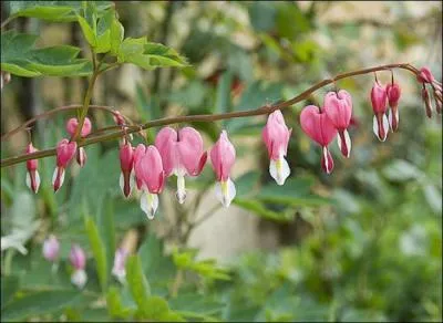 Quel nom portent ces fleurs ?