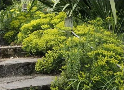 Cet arbuste produit de jolies fleurs printannires :