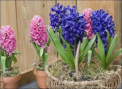 Quel nom donnerez-vous  ces fleurs ?