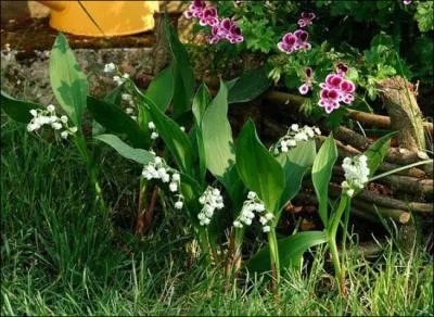 Cette fleur blanche est-elle toxique ?