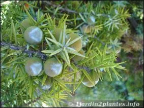 Voici encore une baie piquante :