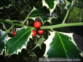 Sans doute, reconnatrez-vous cette plante bien piquante ?