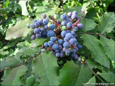 Quel est le nom de celle-ci, non moins piquante ?