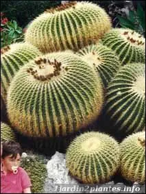 Ce cactus porte un nom amusant :