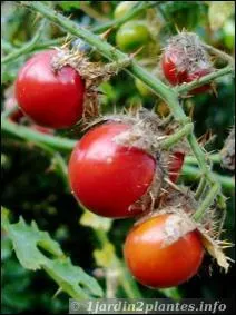 Quelle est cette plante pineuse ?