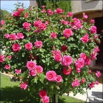 Et voici les reines des fleurs :