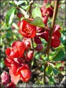 Connaissez-vous cet arbuste ?