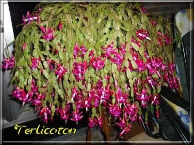 Comment se nomme cette magnifique plante grasse  fleurs roses ?