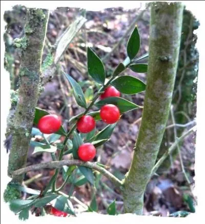 Voici un arbuste qui protgera les abords de votre maison grce  ses pines :