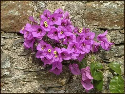 Voici de quoi vous faire une magnifique haie colore et pineuse :