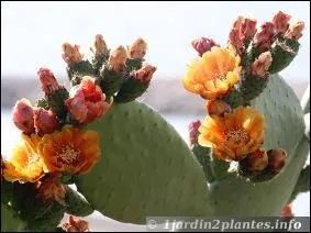 Quelle est cette plante ?