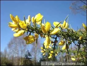 Cet arbuste aussi a des pines :