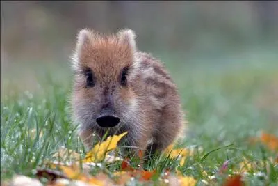 Le marasquin est le petit de la laie et du sanglier. Vrai ou Faux ?